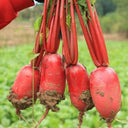 'Guanhong No.3' Radish Seeds, 20g