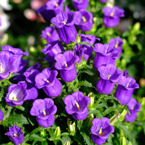 Canterbury Bells, Purple