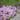 Creeping Thyme, 100 Seeds