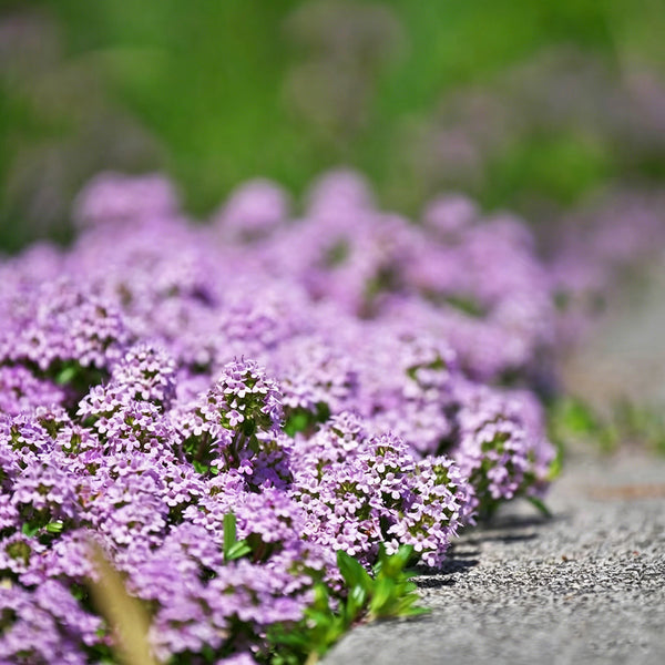 Creeping Thyme, 100 Seeds