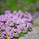 Creeping Thyme, 100 Seeds