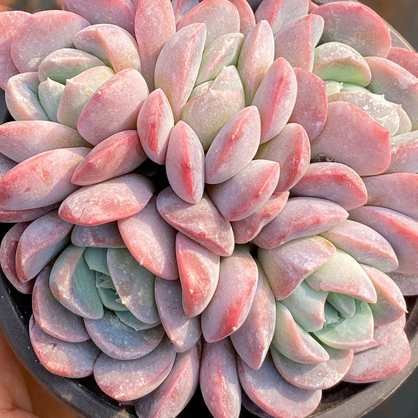 Echeveria Lauii, 3pcs x 1-head