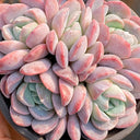 Echeveria Lauii, 3pcs x 1-head
