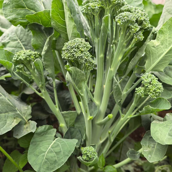 Haiwang Songqing Broccoli, 50 Seeds