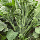 Haiwang Songqing Broccoli, 50 Seeds