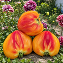 388 Canadian Yellow Strawberry Tomato, 5 Seeds