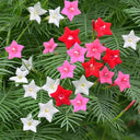Hezhichun Cypress Vine Seeds, 1g