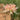 Lycoris 'Champagne', 1 Bulb