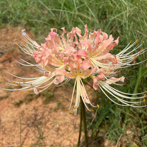 Lycoris 'Champagne', 1 Bulb