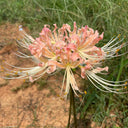 Lycoris 'Champagne', 1 Bulb