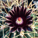 Chihuahuan Fishhook Cactus Seeds, Pkt of 25