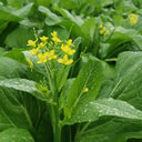 Guangdong Sijiu Choy Sum Seeds, 20g