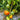 678 Royal Heart Tomato, 5 Seeds