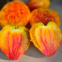 1017 Temptation F7 Tomato, 5 Seeds