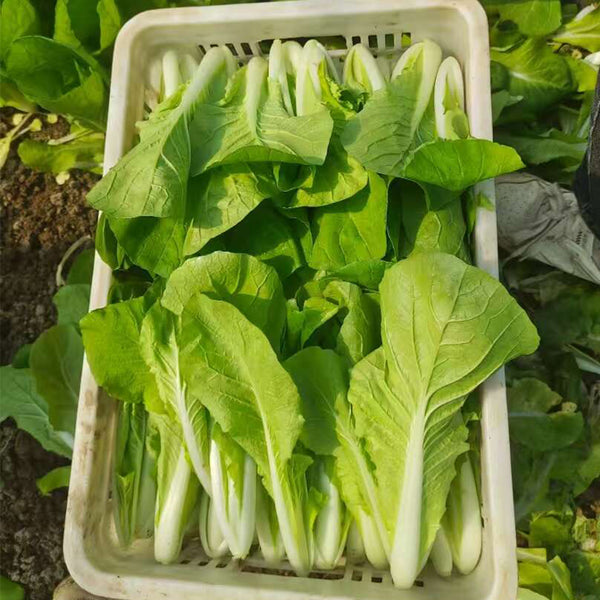 White-Stalked Baby Bok Choy Seeds, 20g
