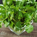 Watercress Seeds, 3g