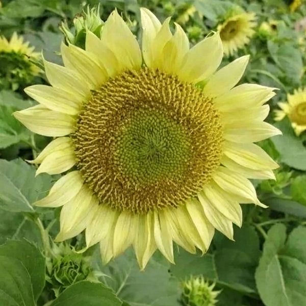 'Lotus Emergence' Sunflower, 10 Seeds
