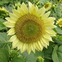 'Lotus Emergence' Sunflower, 10 Seeds