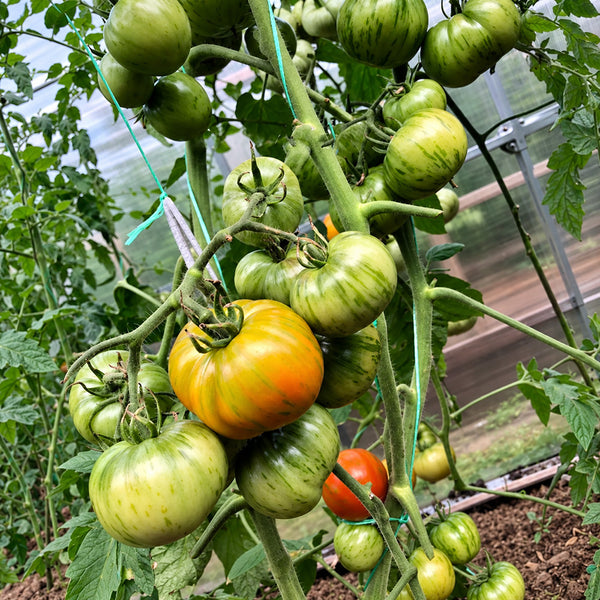 212 Dean's Brad Gates Dwarf Tomato, 5 Seeds