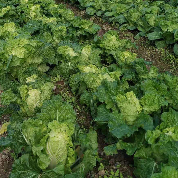 Golden Summer Crown Cabbage Seeds, 10g
