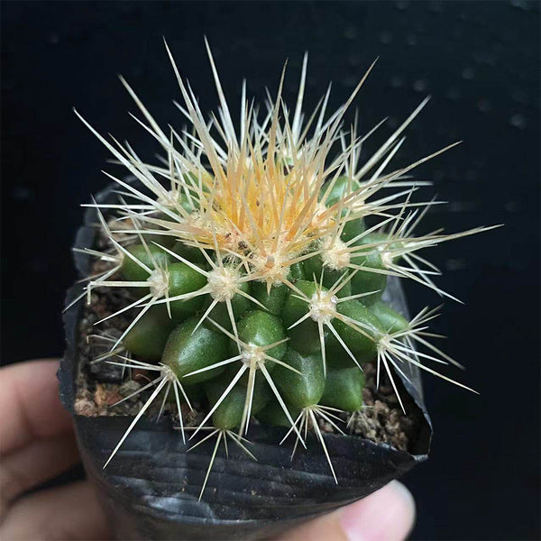 Echinocactus grusonii