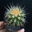 Echinocactus grusonii