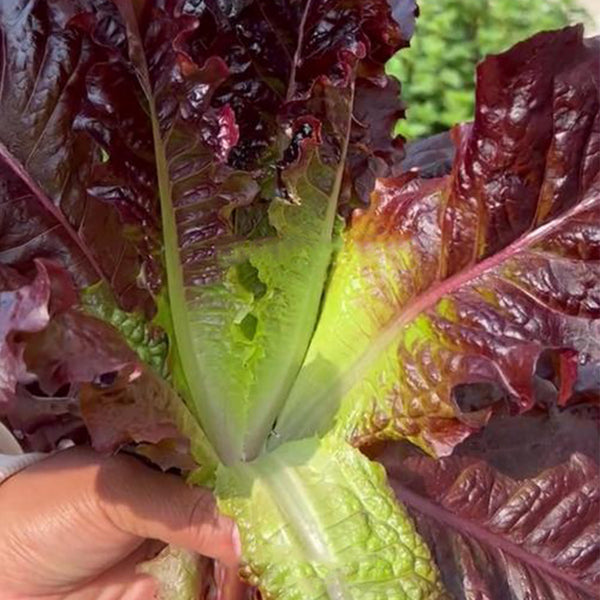 Crimson Wrap Lettuce Seeds, 2g