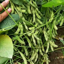 Small Black Soybean Seeds, 40g
