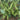 Jiaoda No.18 Edamame, 100 Seeds