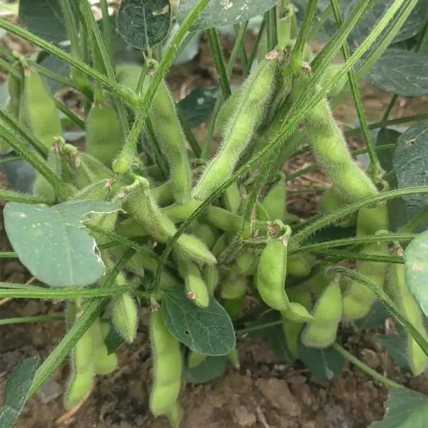 Jiaoda No.18 Edamame, 100 Seeds