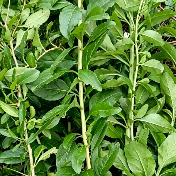 Fruitless Edible Leaf Wolfberry, 1000 Seeds