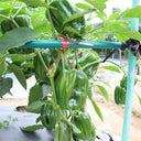 Spicy No.1 Chili Pepper Seeds, 100 Seeds