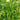White Flower Double Pod Snow Pea, 50 Seeds