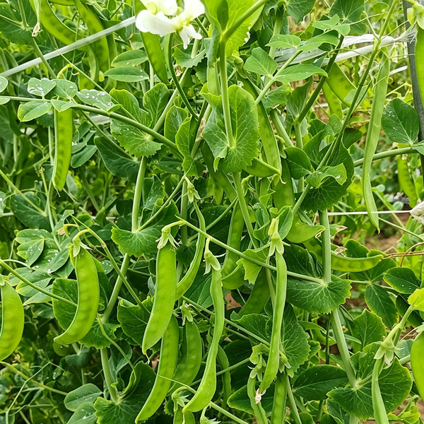 White Flower Double Pod Snow Pea, 50 Seeds