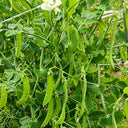 White Flower Double Pod Snow Pea, 50 Seeds