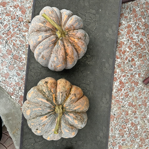 'Jing Xiangmi 201' Pumpkin, 15 Seeds