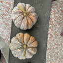 'Jing Xiangmi 201' Pumpkin, 15 Seeds