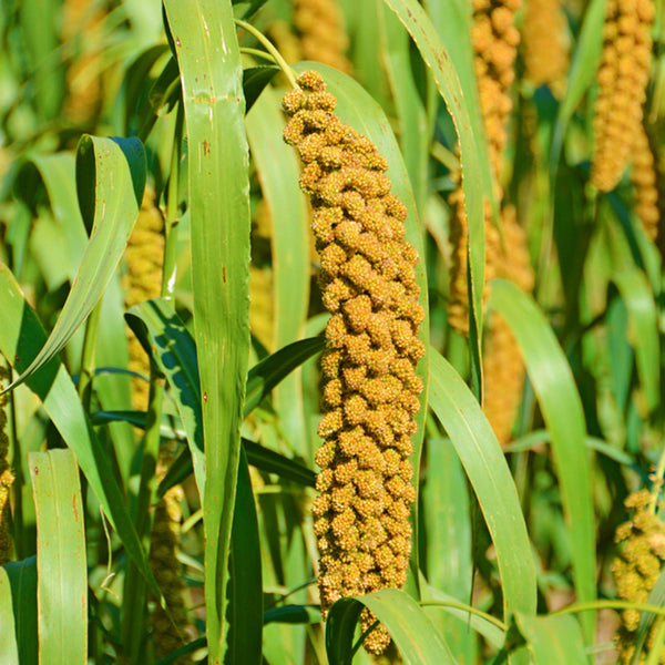 Red Foxtail Millet Seeds, 150g