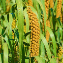 Red Foxtail Millet Seeds, 150g