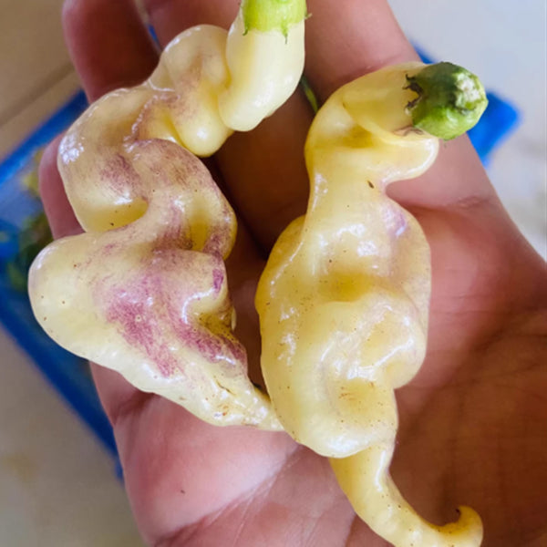 Aji Confusion Pepper Seeds, 3 Seeds