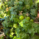 Siberian Mini Greenhouse Tomato Seeds, 5 Seeds