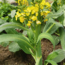 Nongyan Yellow-Flowered Chinese Kale Seeds, 20g
