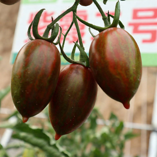 Zixia Tomato, 20 Seeds