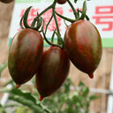 Zixia Tomato, 20 Seeds