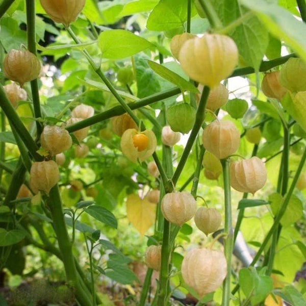 Groundcherry Seeds, ~500 Seeds