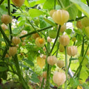 Groundcherry Seeds, ~500 Seeds