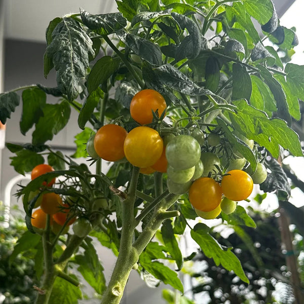 Dwarf Yellow Potted Cherry Tomato, 100 Seeds