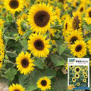 Chihuahua Dwarf Ornamental Sunflower Seeds, 3g