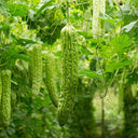 Green Dragon Bitter Melon Seeds, 5g