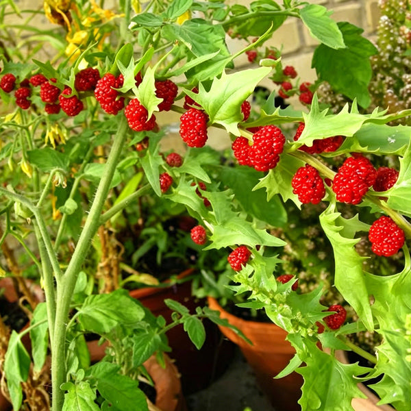 Strawberry Spinach, 200 Seeds